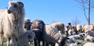 Primul caz de variolă ovină confirmat în România, într-o localitate din Teleorman